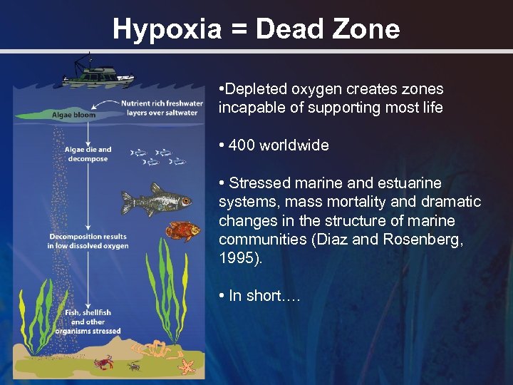 Hypoxia = Dead Zone • Depleted oxygen creates zones incapable of supporting most life
