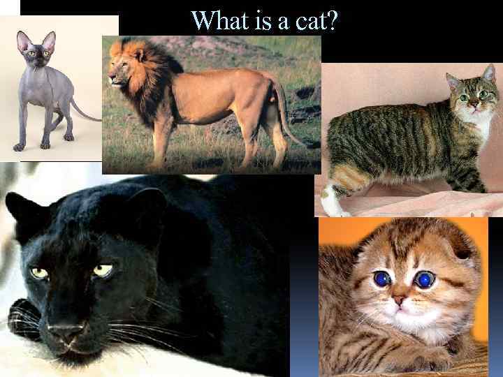 What is a cat? 