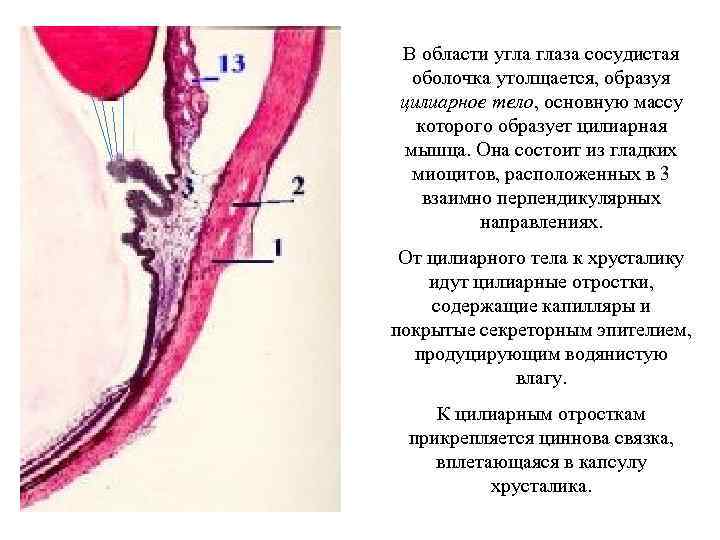 В области угла глаза сосудистая оболочка утолщается, образуя цилиарное тело, основную массу которого образует