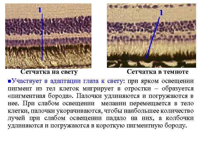 Адаптация сетчатки к свету сопровождается