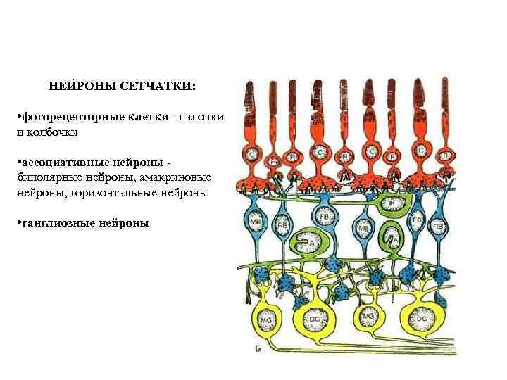  НЕЙРОНЫ СЕТЧАТКИ: • фоторецепторные клетки - палочки и колбочки • ассоциативные нейроны -