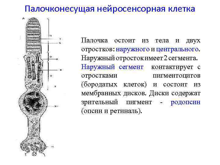 Палочконесущая нейросенсорная клетка 1 2 Палочка остоит из тела и двух отростков: наружного и