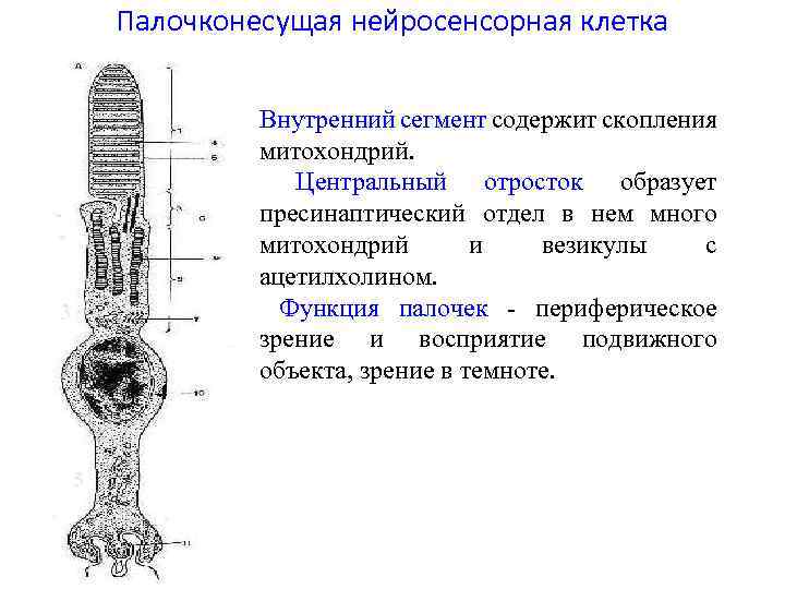 Палочконесущая нейросенсорная клетка 3 4 5 Внутренний сегмент содержит скопления митохондрий. Центральный отросток образует