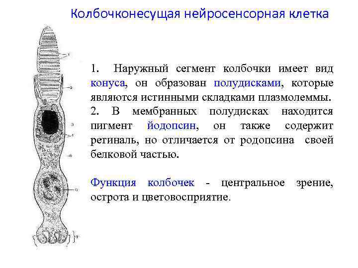 Колбочконесущая нейросенсорная клетка 1. Наружный сегмент колбочки имеет вид конуса, он образован полудисками, которые