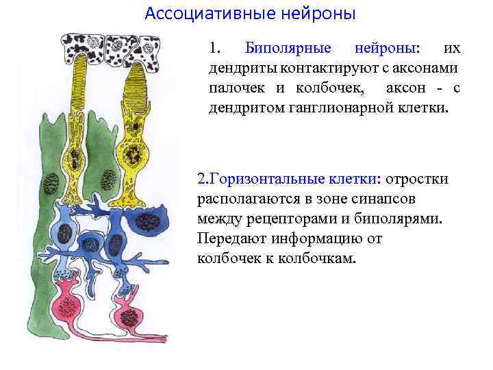 Ассоциативные нейроны 1. Биполярные нейроны: их дендриты контактируют с аксонами палочек и колбочек, аксон