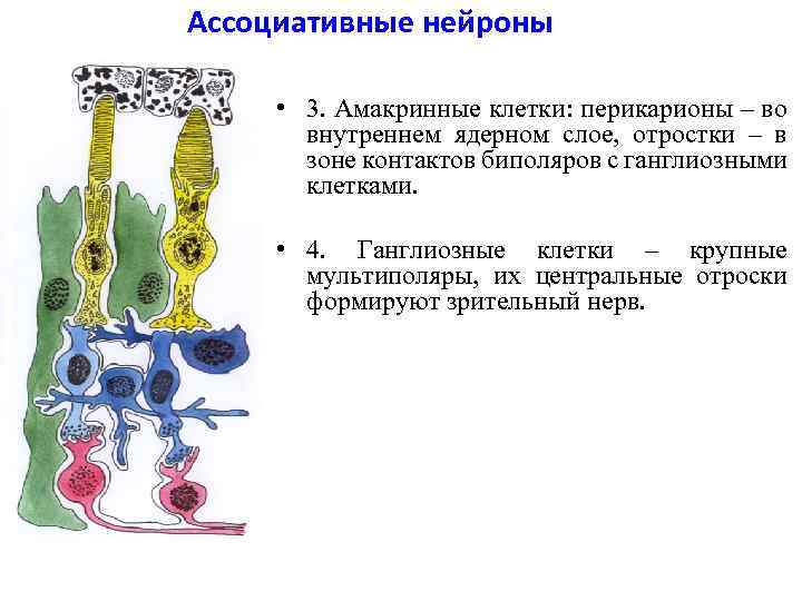 Ассоциативные нейроны • 3. Амакринные клетки: перикарионы – во внутреннем ядерном слое, отростки –