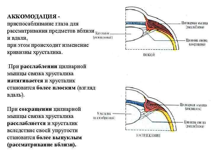 АККОМОДАЦИЯ - приспосабливание глаза для рассматривания предметов вблизи и вдали, при этом происходит изменение