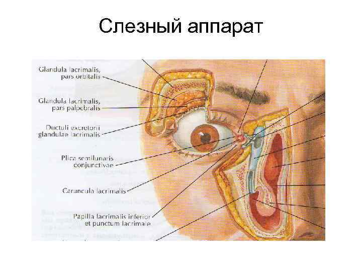 Слезный аппарат 