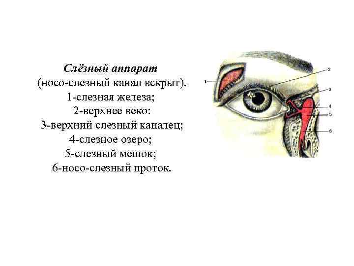 Слёзный аппарат (носо-слезный канал вскрыт). 1 -слезная железа; 2 -верхнее веко: 3 -верхний слезный