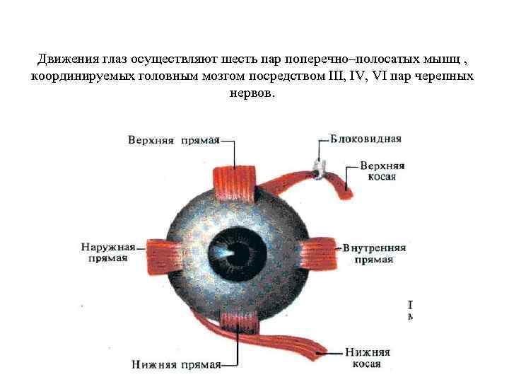 Движения глаз осуществляют шесть пар поперечно–полосатых мышц , координируемых головным мозгом посредством III, IV,