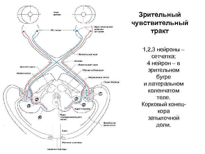 Зрительный чувствительный тракт 1, 2, 3 нейроны – сетчатка; 4 нейрон – в зрительном