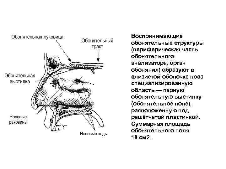 Воспринимающие обонятельные структуры (периферическая часть обонятельного анализатора, орган обоняния) образуют в слизистой оболочке носа