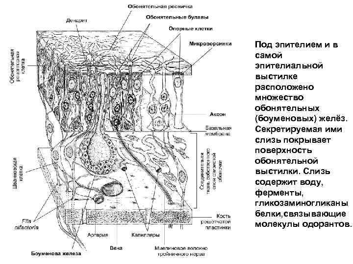 Под эпителием и в самой эпителиальной выстилке расположено множество обонятельных (боуменовых) желёз. Секретируемая ими