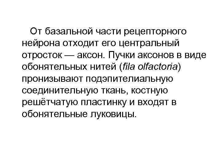  От базальной части рецепторного нейрона отходит его центральный отросток — аксон. Пучки аксонов