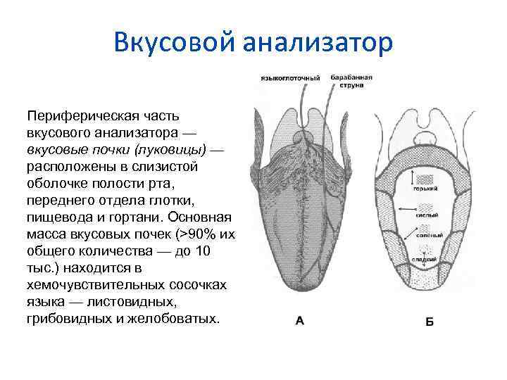 Вкусовой анализатор Периферическая часть вкусового анализатора — вкусовые почки (луковицы) — расположены в слизистой