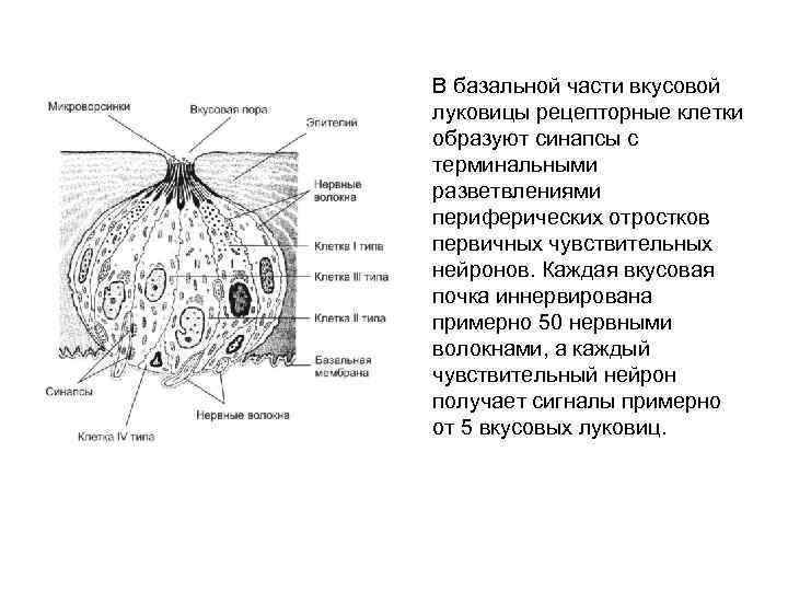 В базальной части вкусовой луковицы рецепторные клетки образуют синапсы с терминальными разветвлениями периферических отростков