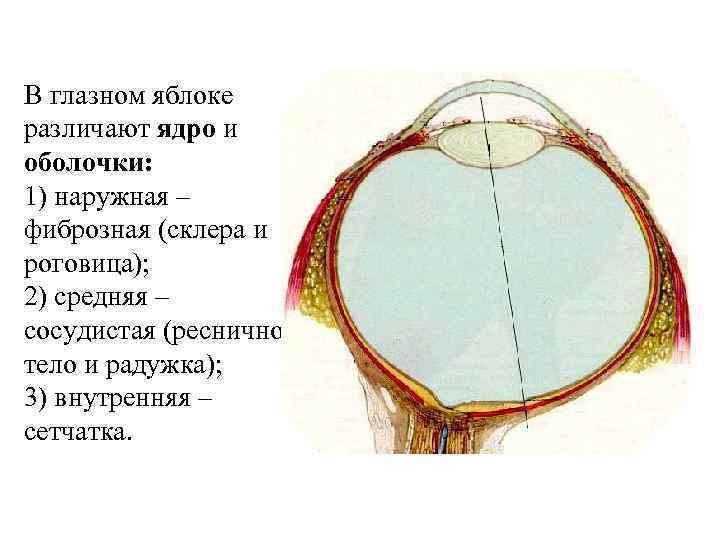 В глазном яблоке различают ядро и оболочки: 1) наружная – фиброзная (склера и роговица);