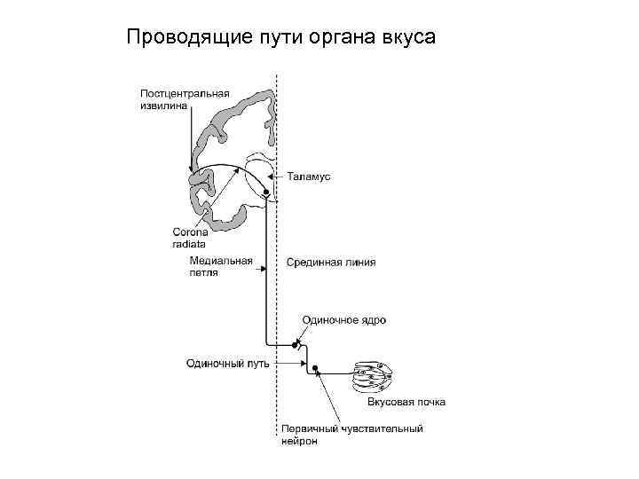 Проводящие пути органа вкуса 