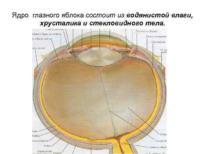Ядро глазного яблока состоит из водянистой влаги, хрусталика и стекловидного тела. 