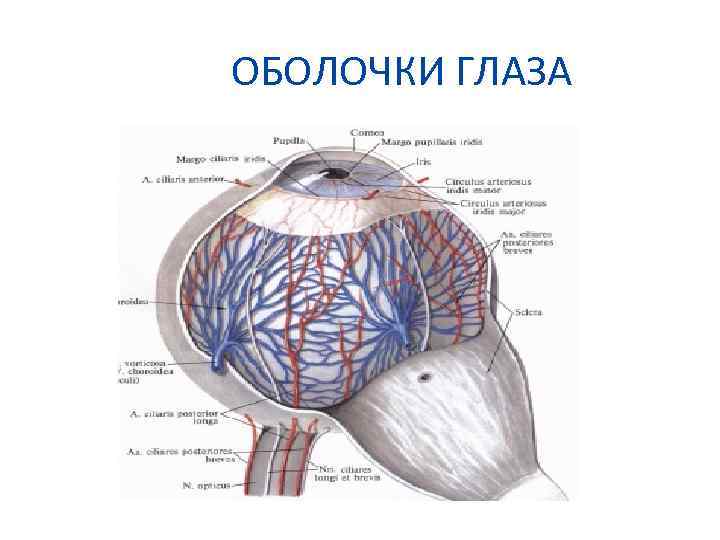 ОБОЛОЧКИ ГЛАЗА 