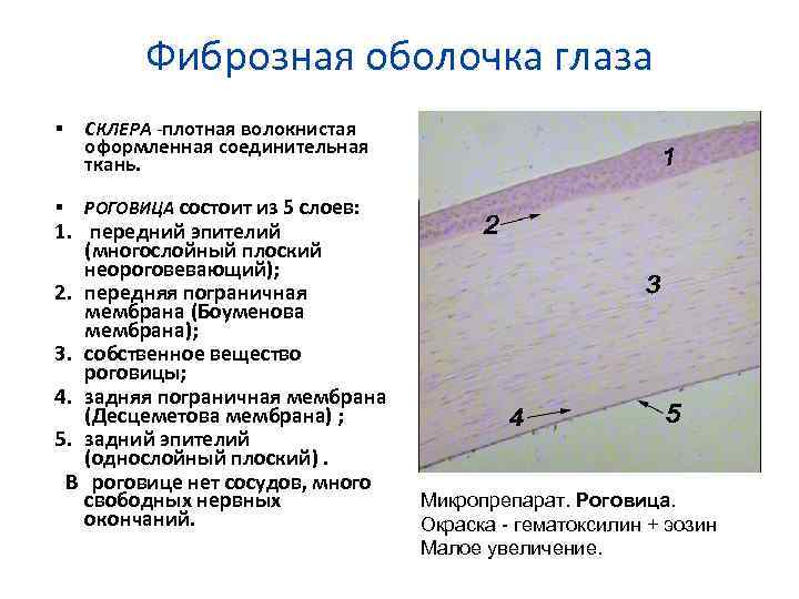 Фиброзная оболочка глаза СКЛЕРА -плотная волокнистая РОГОВИЦА состоит из 5 слоев: оформленная соединительная ткань.