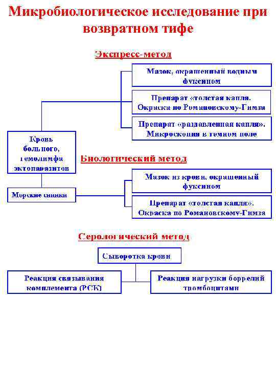 Микробиологическое исследование при возвратном тифе 