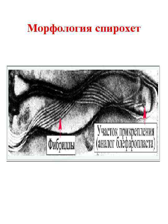 Морфология спирохет 