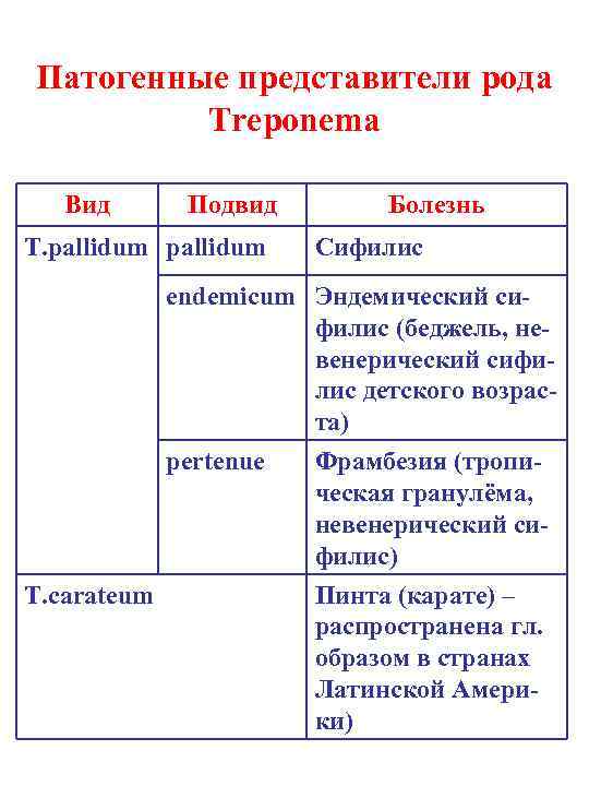 Патогенные представители рода Treponema Вид Подвид T. pallidum Болезнь Сифилис endemicum Эндемический сифилис (беджель,