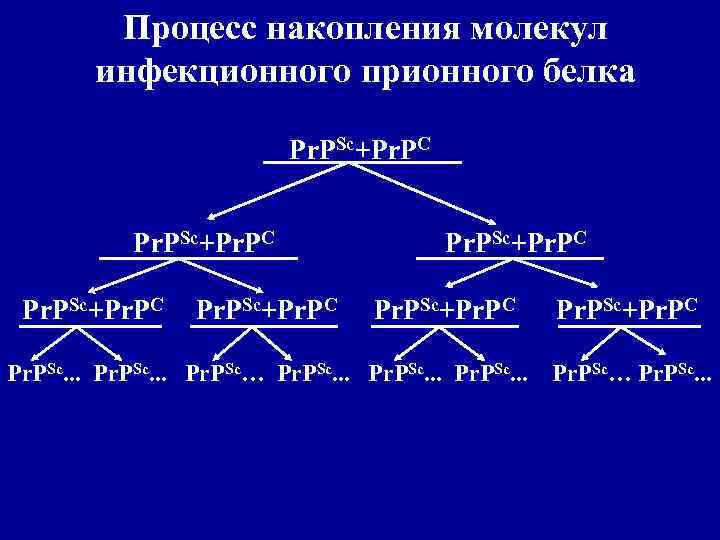 Процесс накопления молекул инфекционного прионного белка Pr. PSc+Pr. PC Pr. PSc. . . Pr.