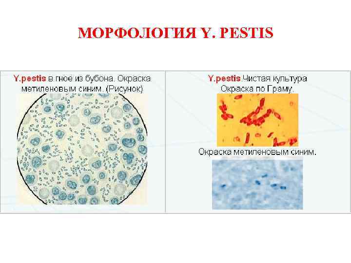 Морфология вещество