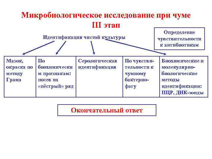 Микробиологическое исследование при чуме III этап Идентификация чистой культуры Мазок, окраска по методу Грама