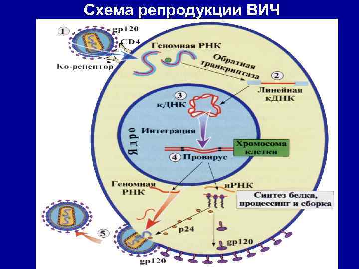 Схема репродукции ВИЧ 