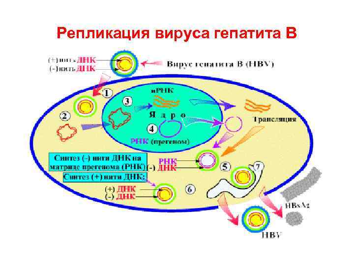 Репликация вируса гепатита В 