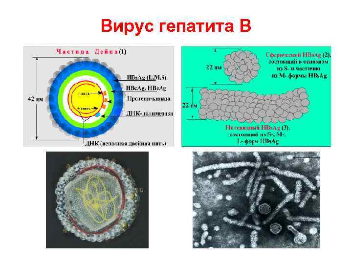 Вирус гепатита В 