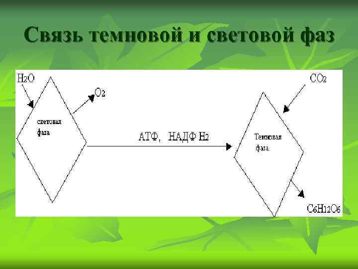 Связь темновой и световой фаз 