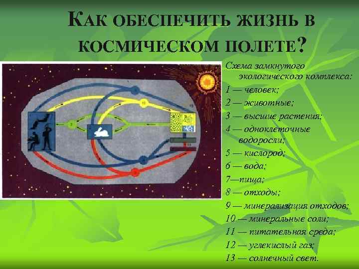 КАК ОБЕСПЕЧИТЬ ЖИЗНЬ В КОСМИЧЕСКОМ ПОЛЕТЕ? Схема замкнутого экологического комплекса: 1 — человек; 2