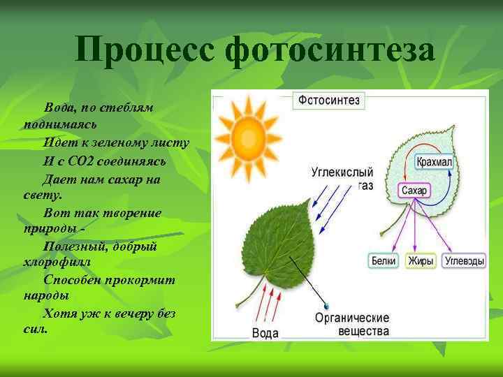 1 фотосинтез происходит в органах растения. Схема фотосинтеза у растений. Фотосинтез хлорофилл растений. Хлорофилл фотосинтез. Схема процесса фотосинтеза.