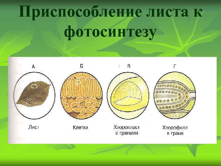 Приспособление листа к фотосинтезу 