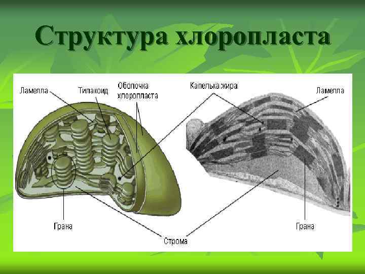 Структура хлоропласта 