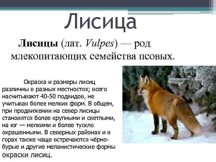 Лисица Лисицы (лат. Vulpes) — род млекопитающих семейства псовых. Окраска и размеры лисиц различны