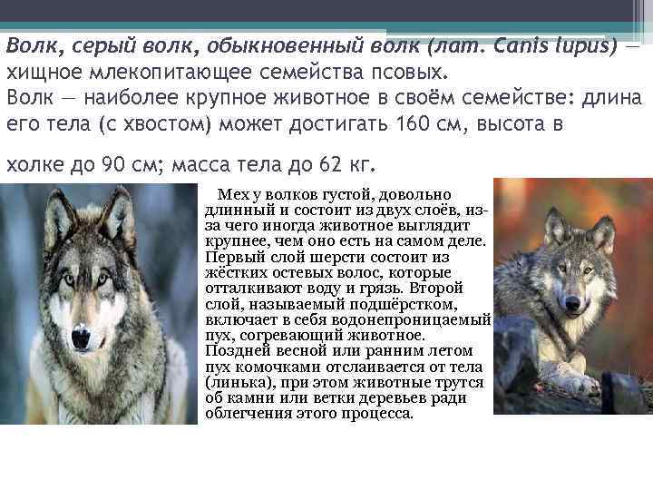 Волк, серый волк, обыкновенный волк (лат. Canis lupus) — хищное млекопитающее семейства псовых. Волк