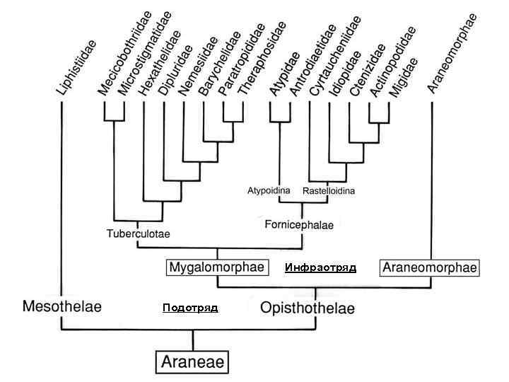 Инфраотряд Подотряд 