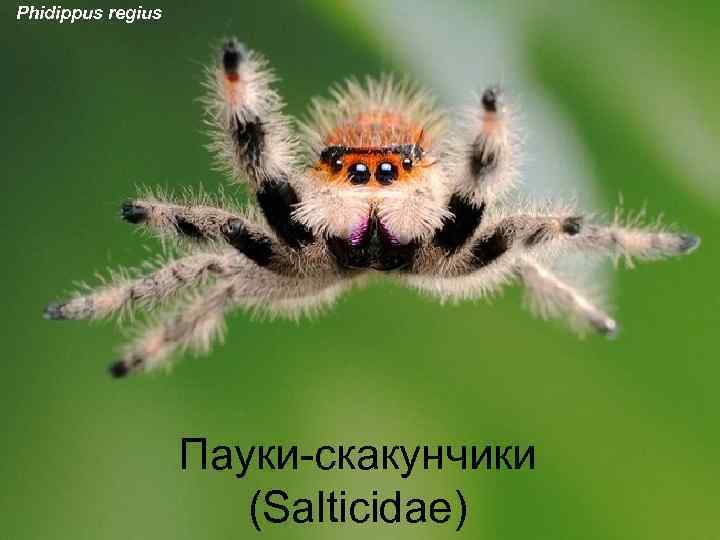 Phidippus regius Пауки-скакунчики (Salticidae) 