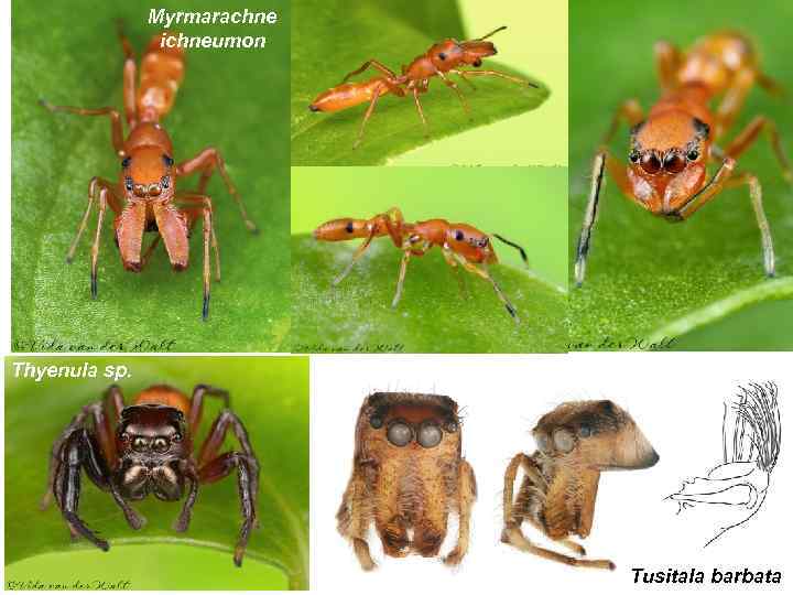 Myrmarachne ichneumon Thyenula sp. Tusitala barbata 
