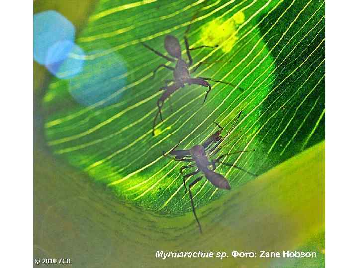 Myrmarachne sp. Фото: Zane Hobson 