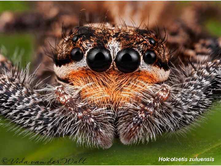 Holcolaetis zuluensis 