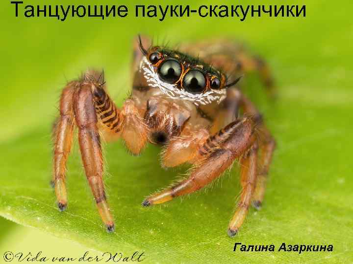 Танцующие пауки-скакунчики Галина Азаркина 