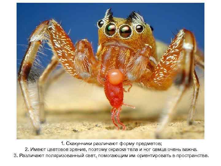 1. Скакунчики различают форму предметов; 2. Имеют цветовое зрение, поэтому окраска тела и ног