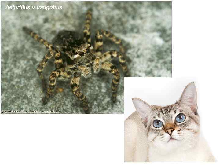 Aelurillus v-insignitus 