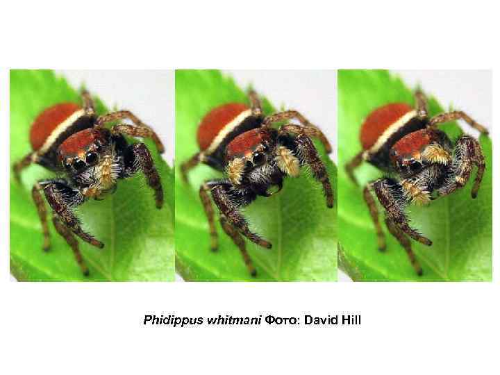 Phidippus whitmani Фото: David Hill 